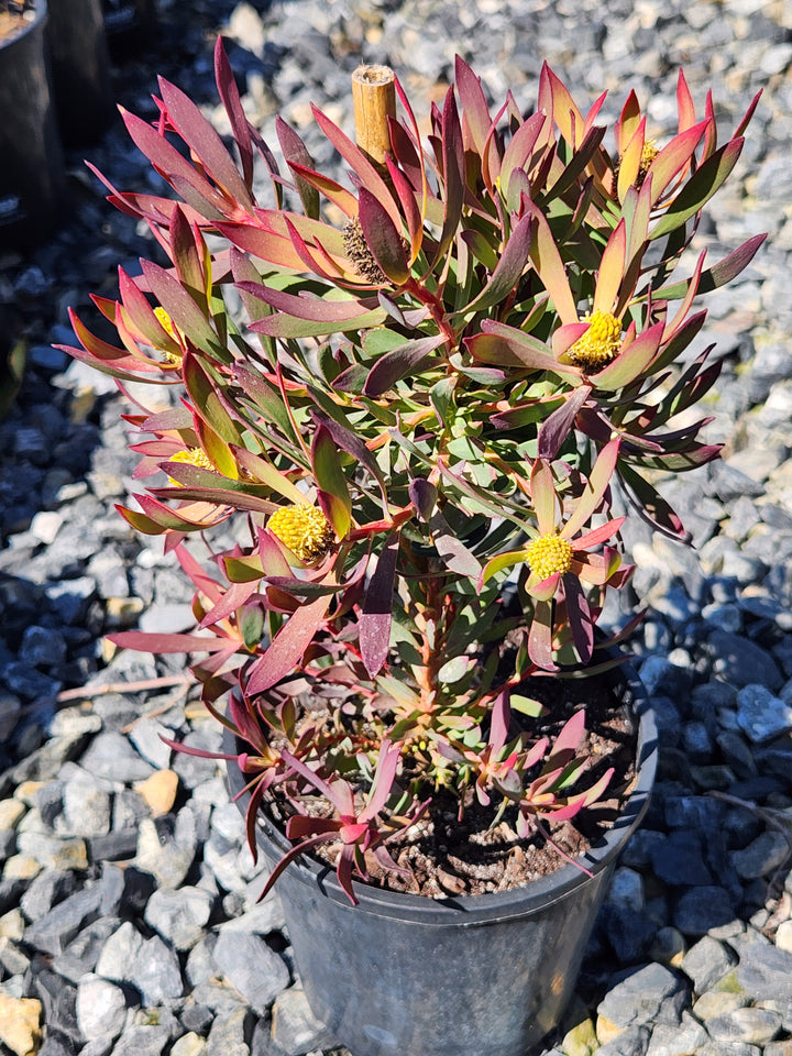Leucadendron Salignum 'Cheeky'