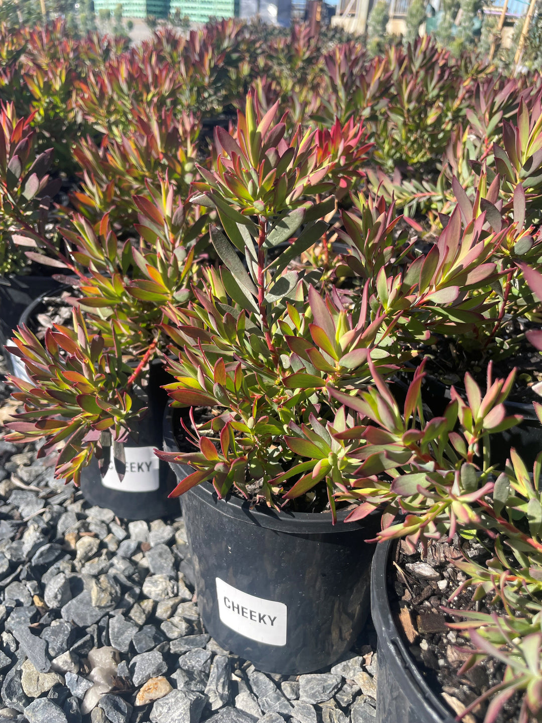 Leucadendron Salignum 'Cheeky'