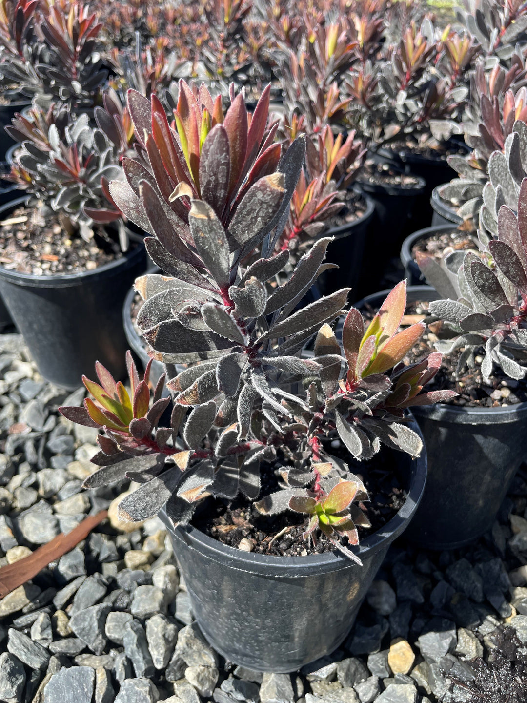 Leucadendron Salignum &