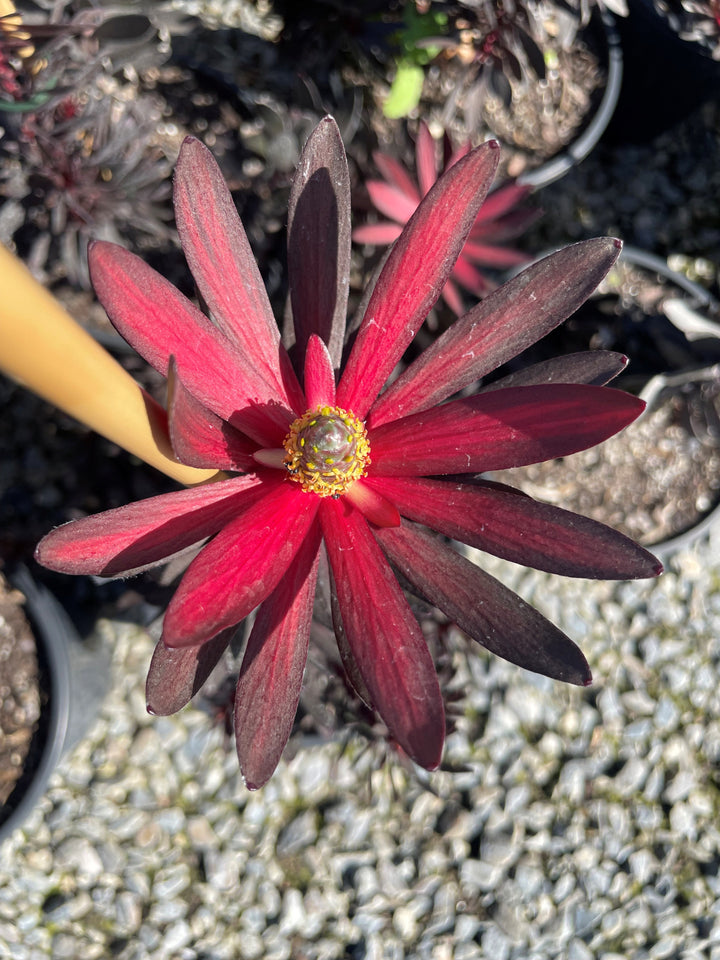 Leucadendron Salignum 'Ebony'