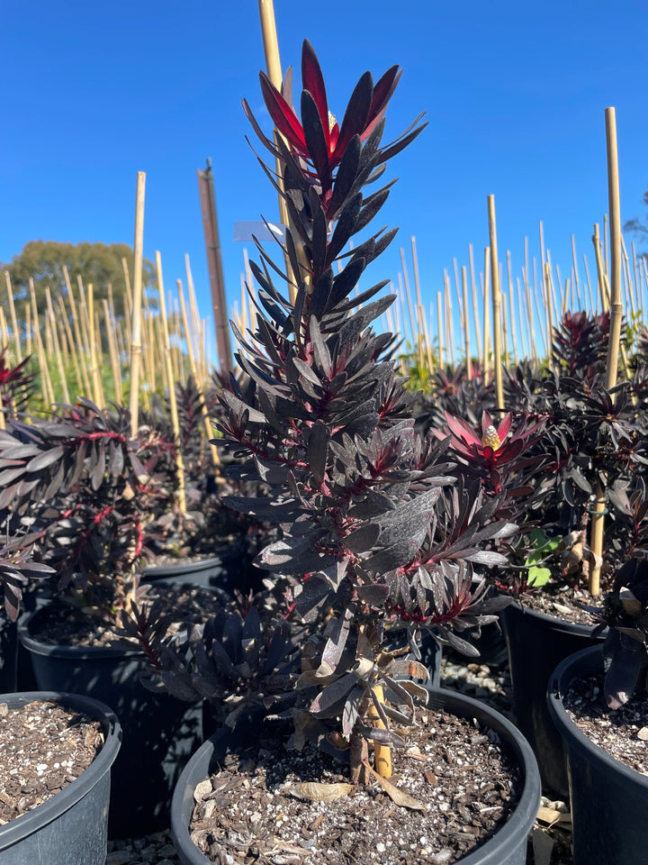 Leucadendron Salignum 'Ebony'