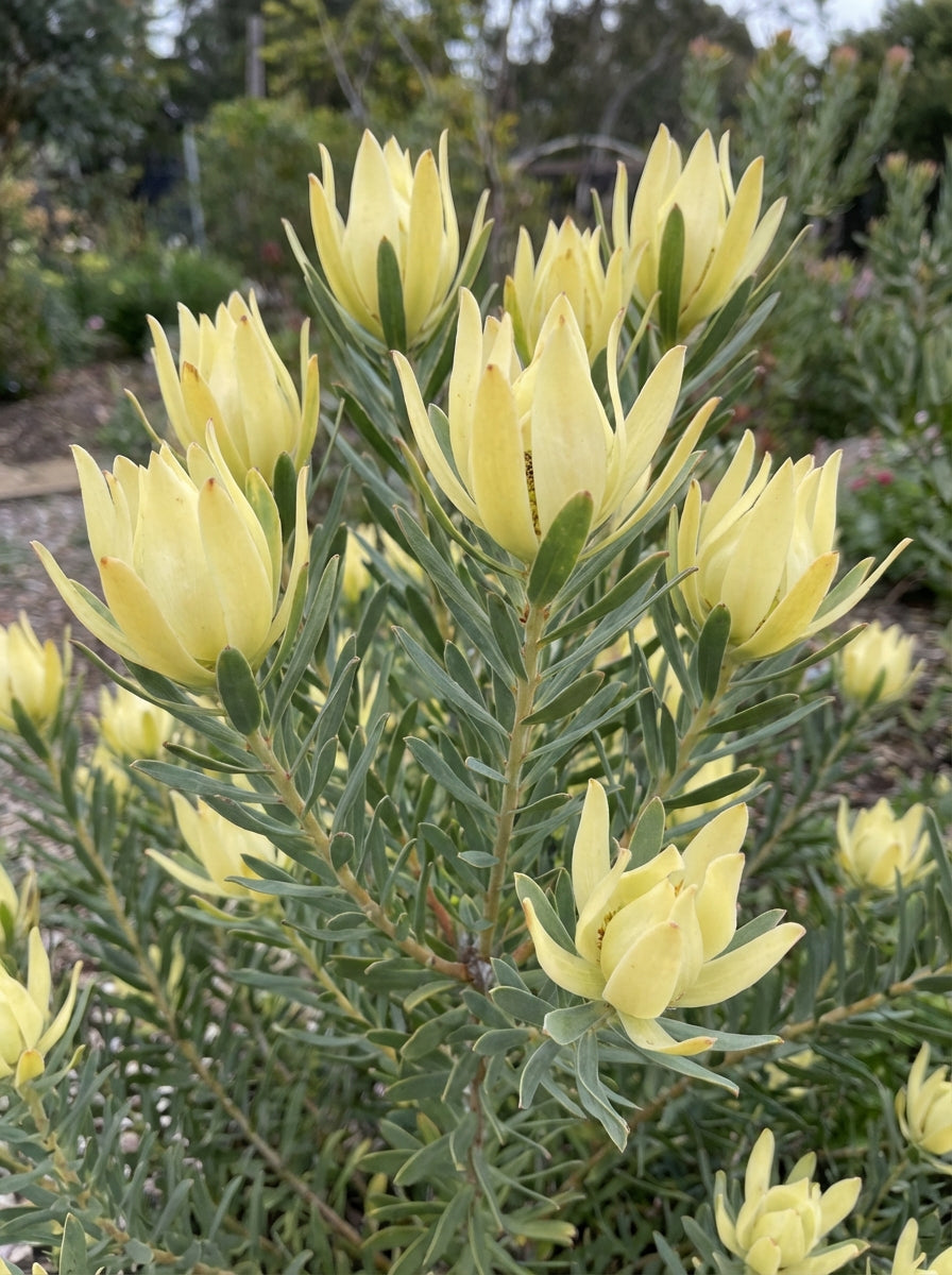 Leucadendron salignum 'Moon Glow' 140mm Pot for sale Adelaide Plant Co