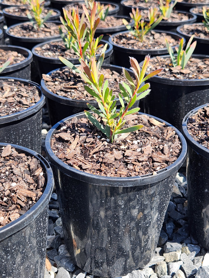 Leucadendron salignum &
