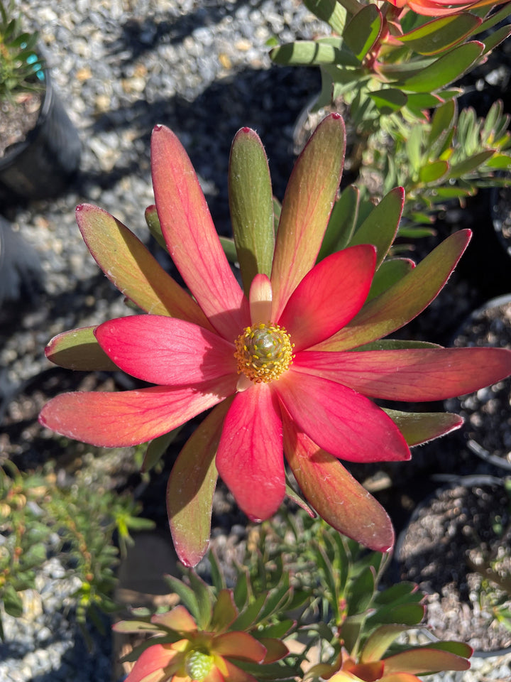Leucadendron Salignum 'Safari Sunset'