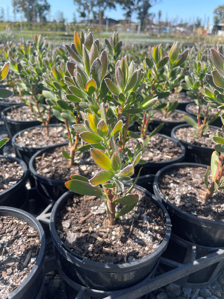 Leucadendron Salignum 'Safari Sunset'