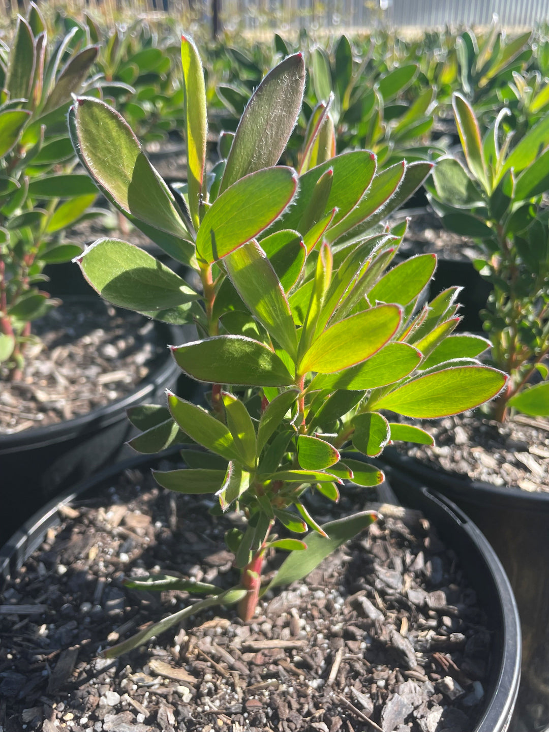 Leucadendron Salignum 'Safari Sunset'