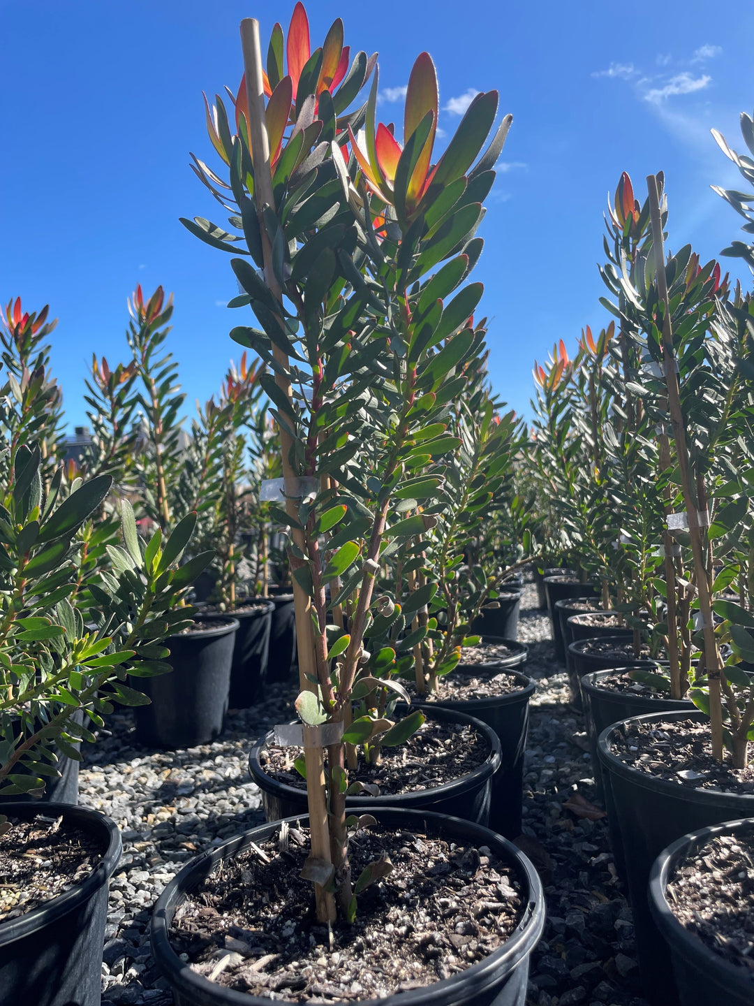 Leucadendron Salignum 'Safari Sunset'