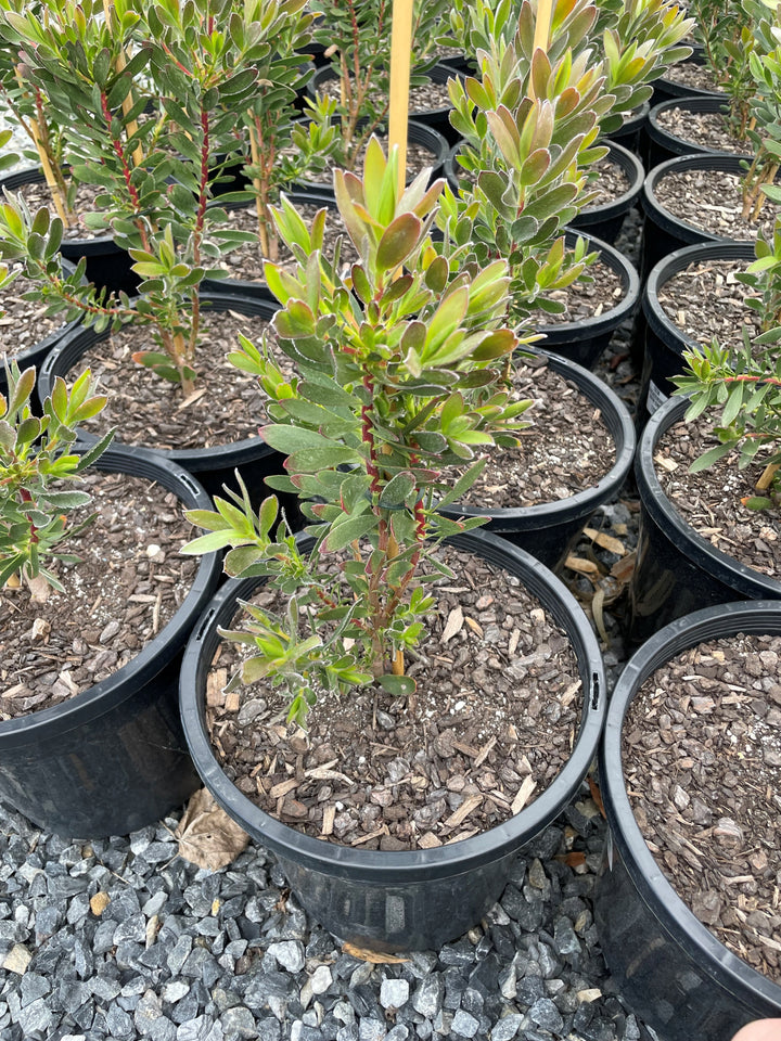Leucadendron Salignum 'Safari Sunset'