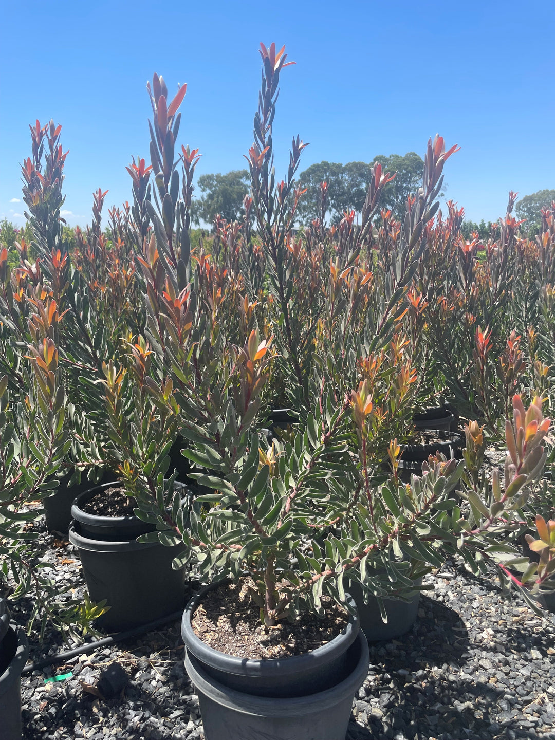 Leucadendron Salignum &