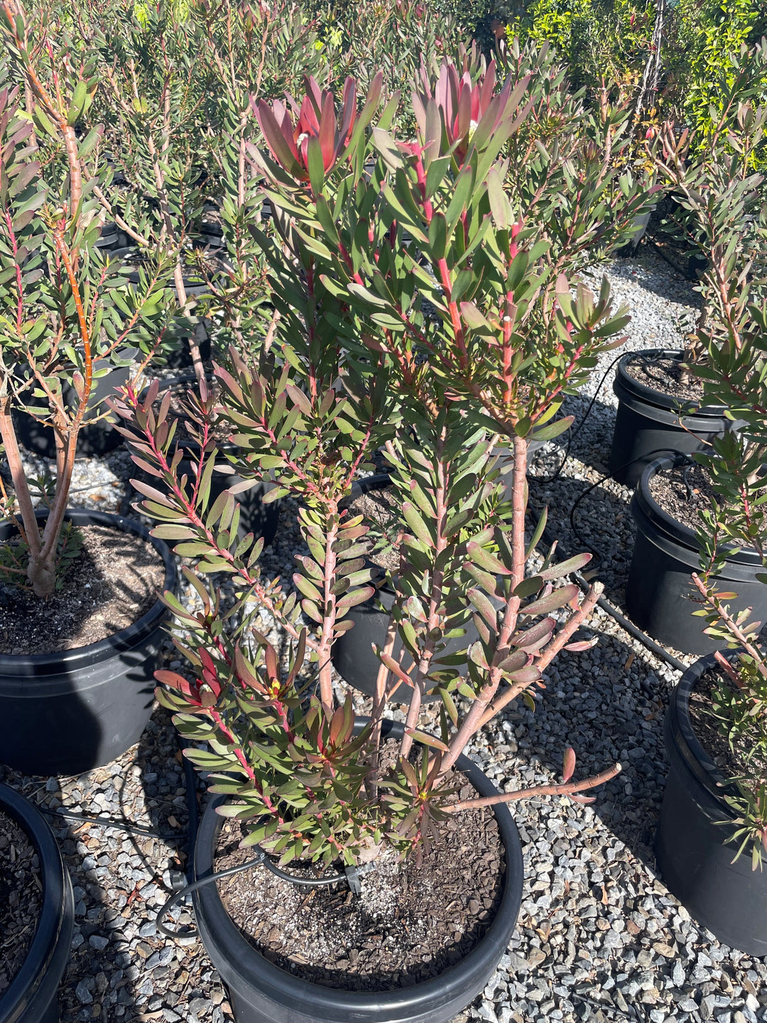 Leucadendron Salignum &