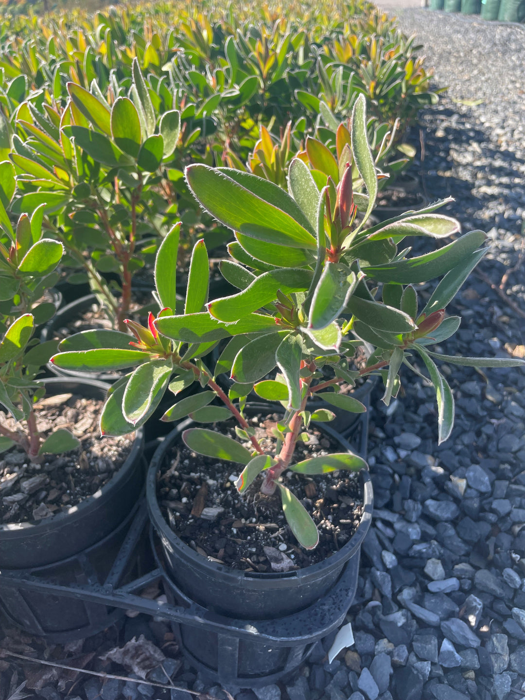 Leucadendron Strobolinum &