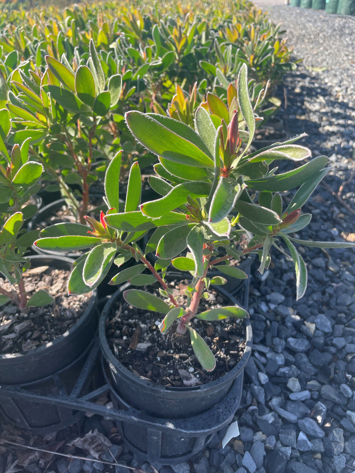Leucadendron Strobolinum &