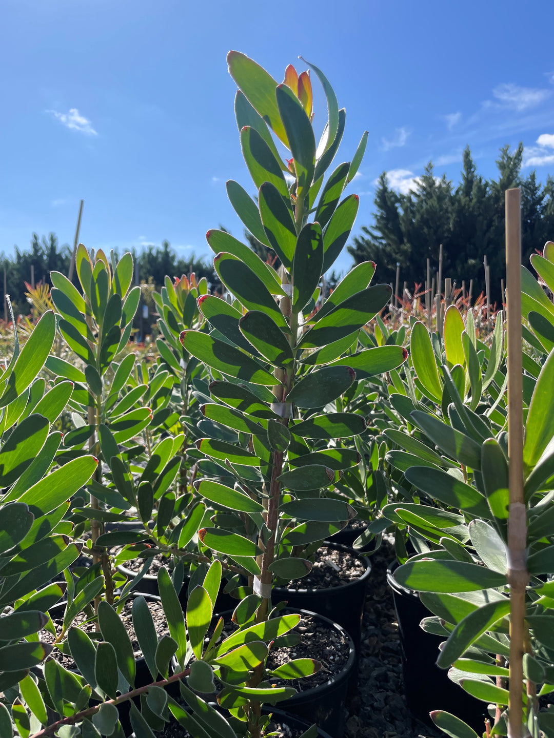 Leucadendron Strobolinum 'Safari Goldstrike'