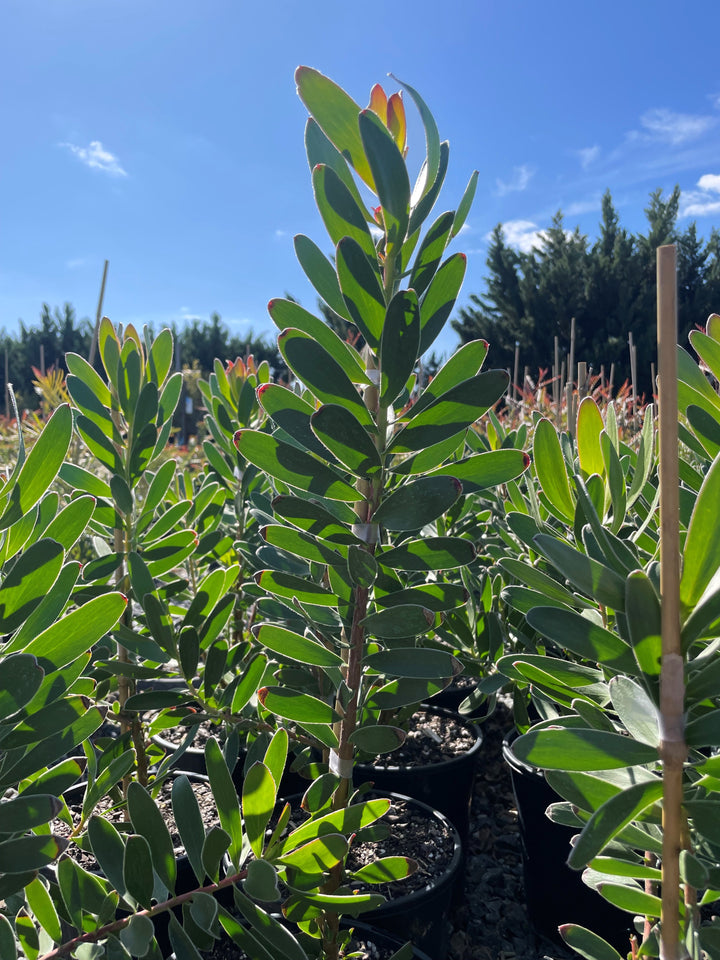 Leucadendron Strobolinum 'Safari Goldstrike'
