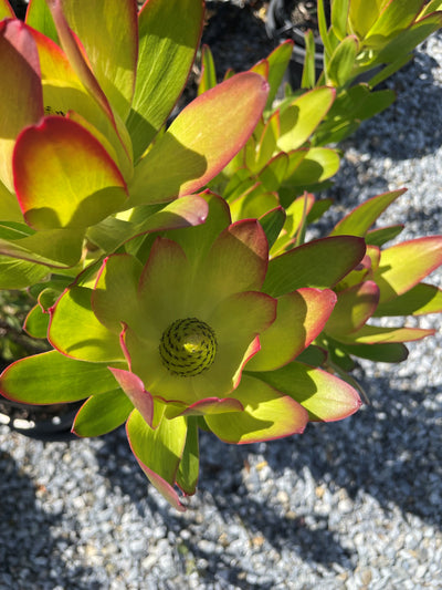 Leucadendron Strobolinum 'Safari Goldstrike' 140mm Pot for sale Adelaide Plant Co