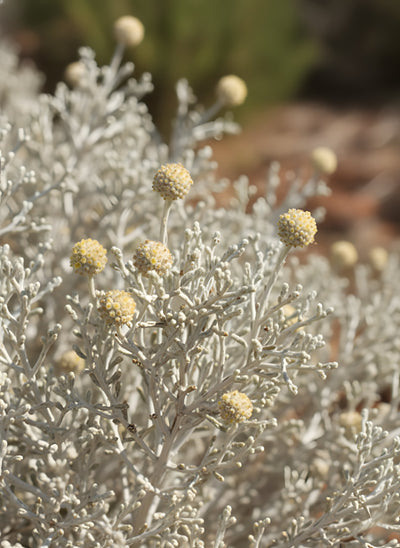 Leucophyta brownii 140mm Pot for sale Adelaide Plant Co