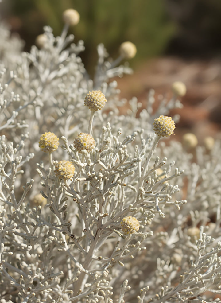 Leucophyta brownii 140mm Pot for sale Adelaide Plant Co