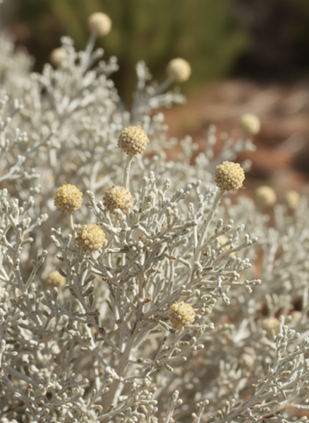 Buy Leucophyta brownii Silver Cushion Bush