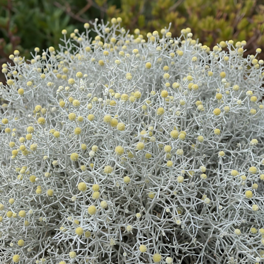 Leucophyta Brownii 'Silver Nugget' 140mm Pot for sale Adelaide Plant Co