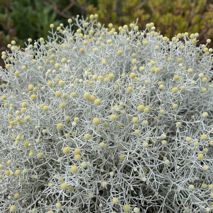 Leucophyta Brownii &