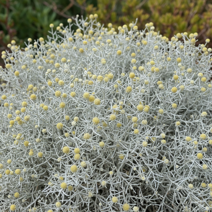 Leucophyta Brownii 'Silver Nugget'