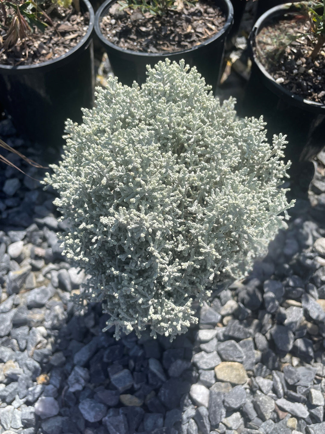 Leucophyta Brownii 'Silver Nugget'
