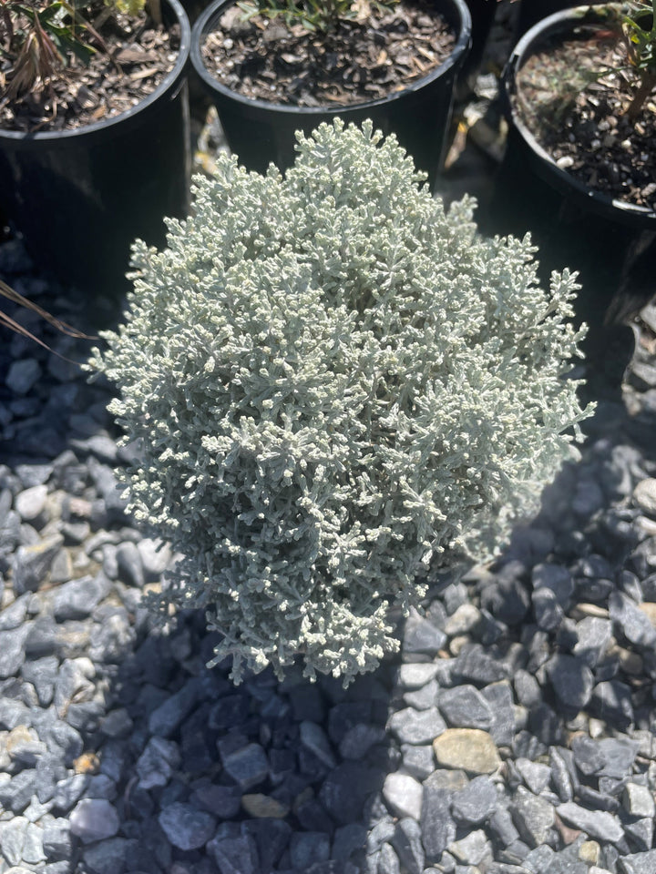 Leucophyta Brownii 'Silver Nugget'