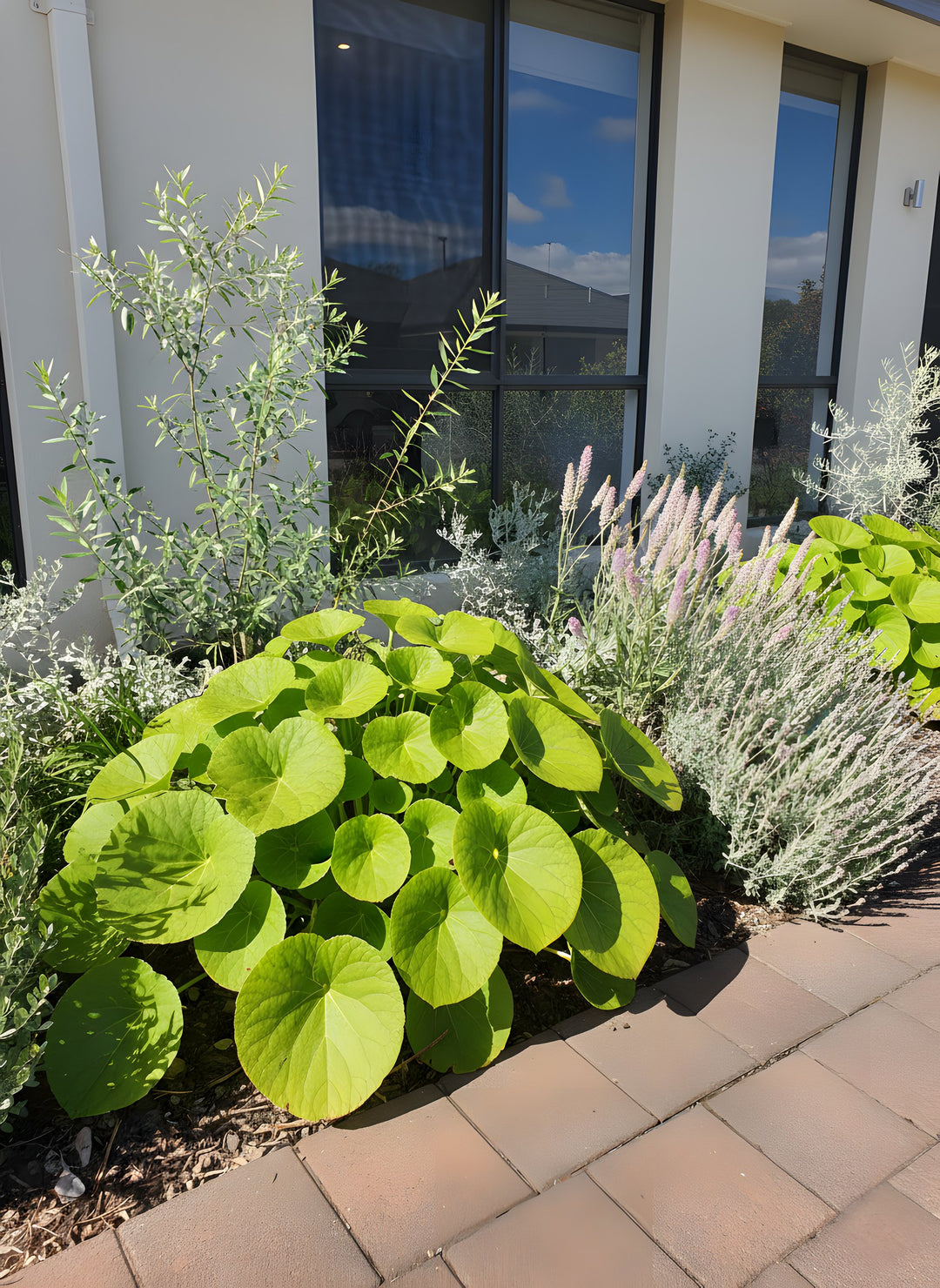Ligularia Dentata Reniformis 'Designer Verde' 140mm Pot for sale Adelaide Plant Co