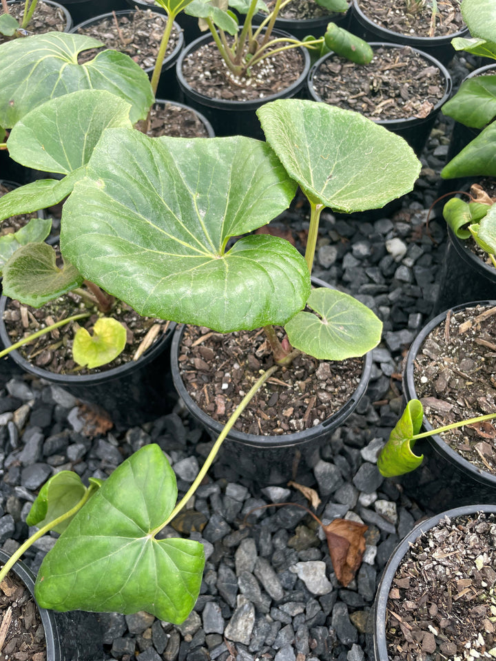 Ligularia Dentata Reniformis 'Designer Verde'