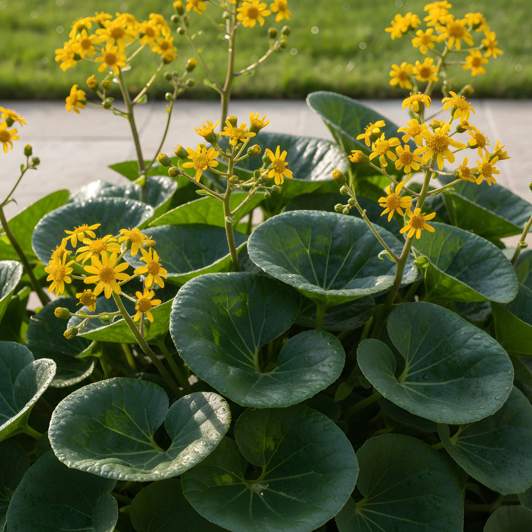 Ligularia Dentata Reniformis &