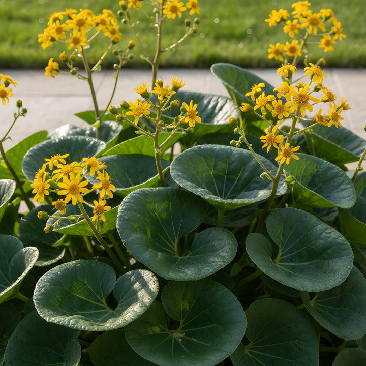 Ligularia Dentata Reniformis &