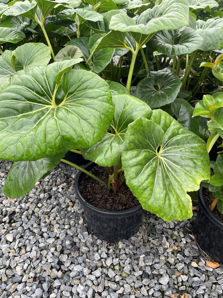 Ligularia Dentata Reniformis 'Designer Verde'