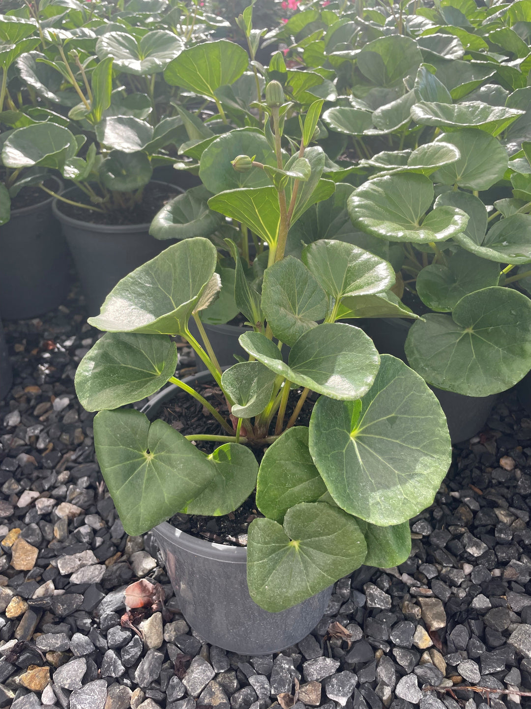 Ligularia dentata reniformis 200mm Pot for sale Adelaide Plant Co