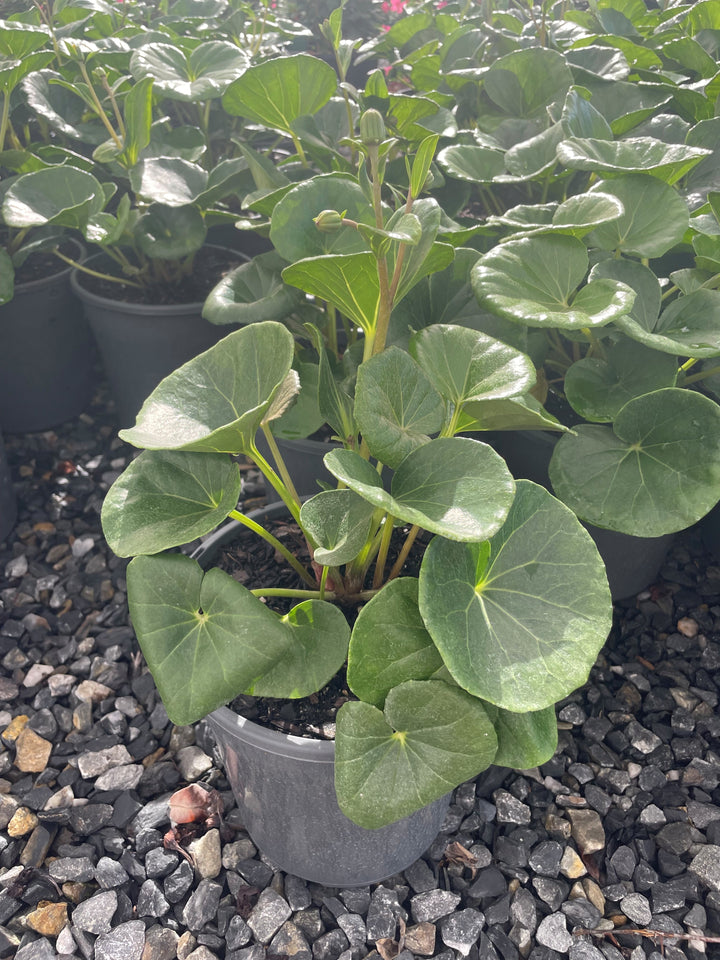 Ligularia dentata reniformis 200mm Pot for sale Adelaide Plant Co