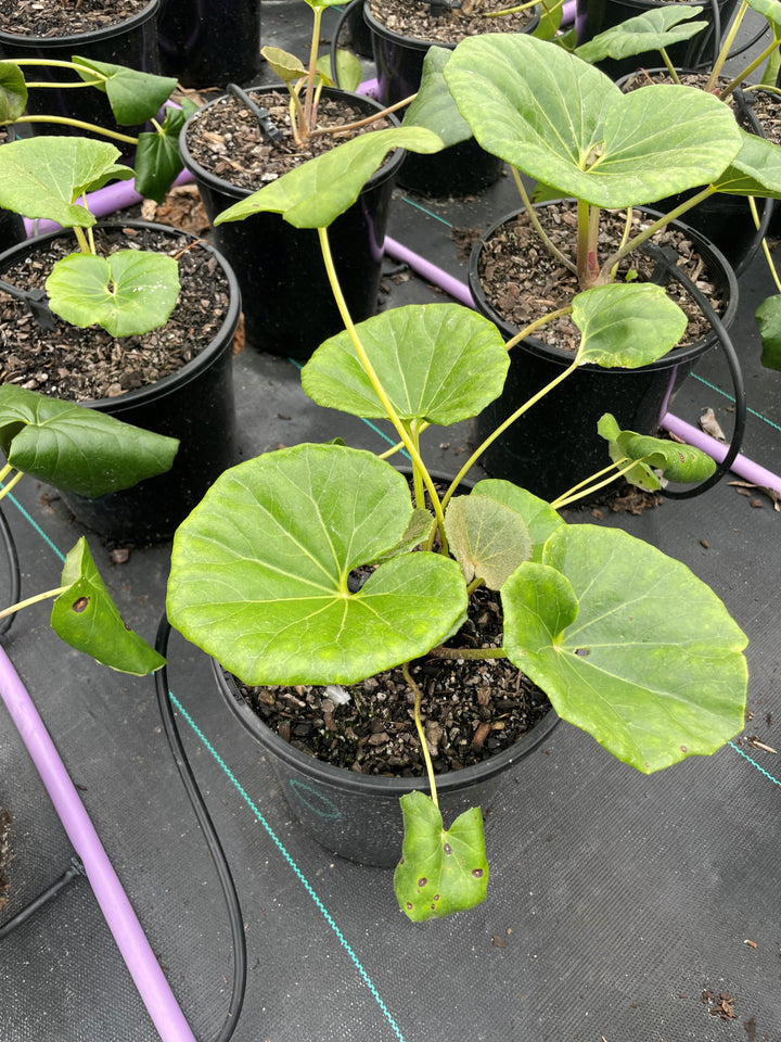 Ligularia Dentata Reniformis 'Designer Verde'