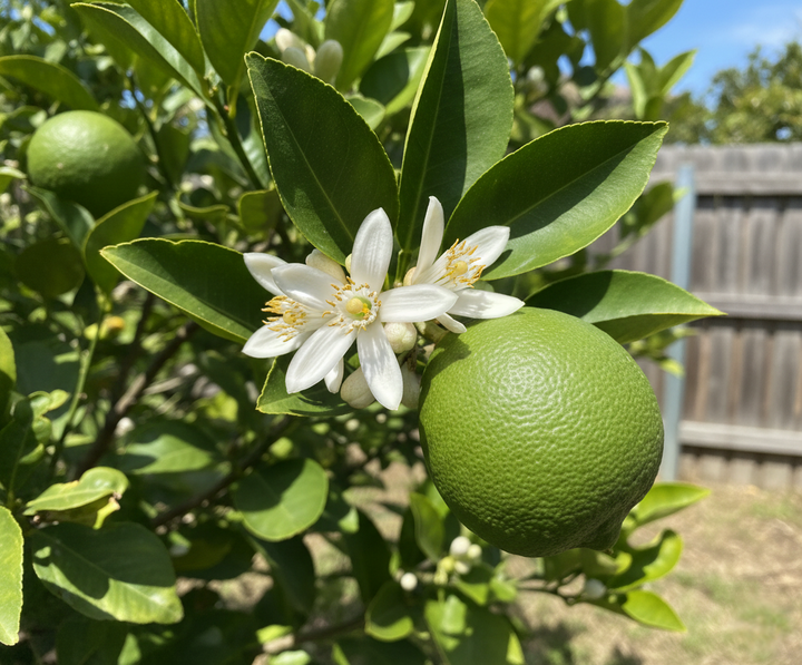 LIME / Citrus Latifolia 'Tahitian'