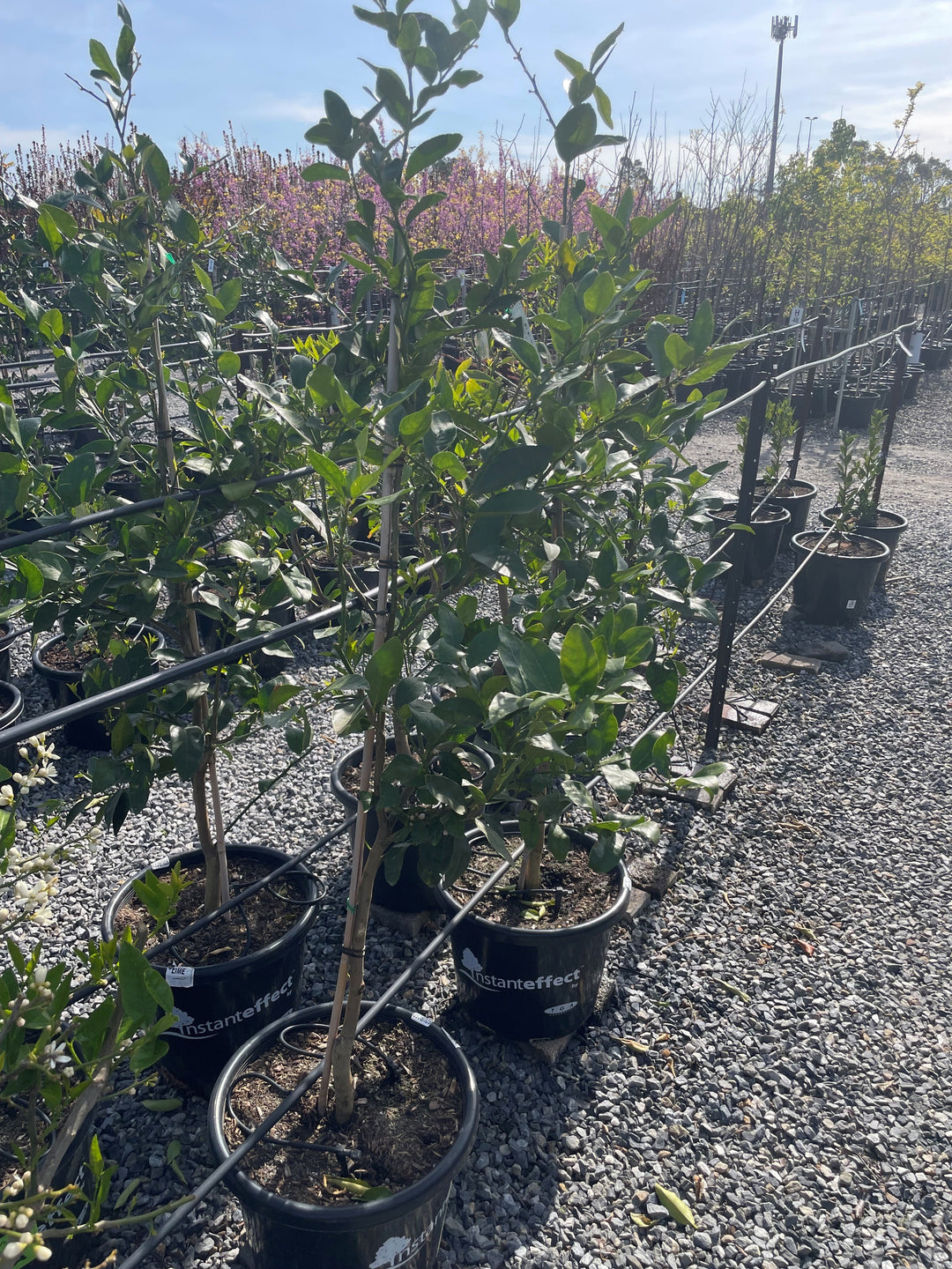 LIME / Citrus Latifolia 'Tahitian'