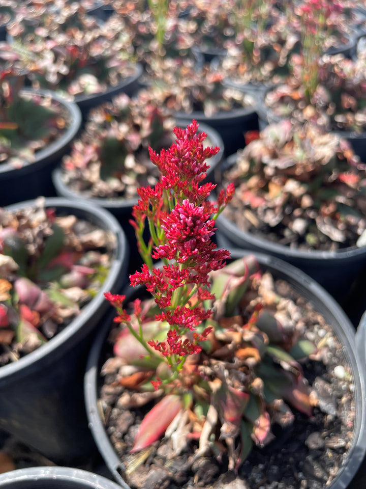 Limonium Gmelinii 'Dazzle Rocks'