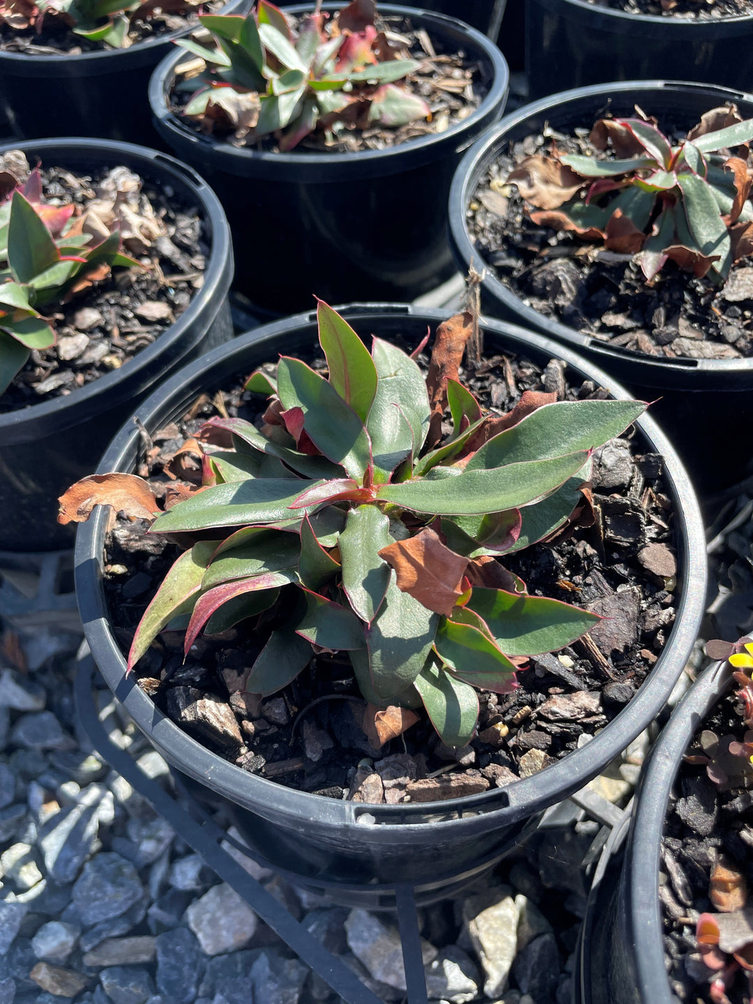 Limonium Gmelinii 'Dazzle Rocks'