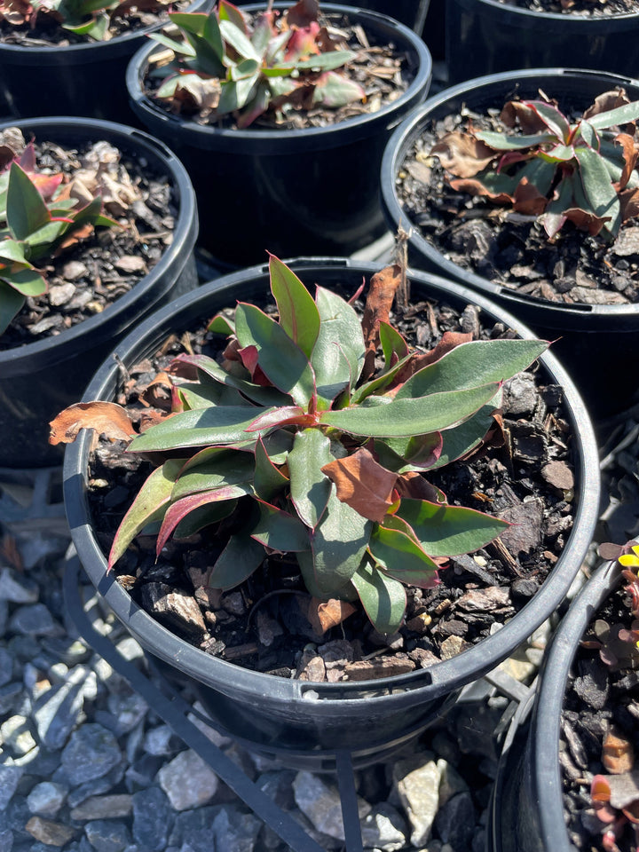 Limonium Gmelinii 'Dazzle Rocks'