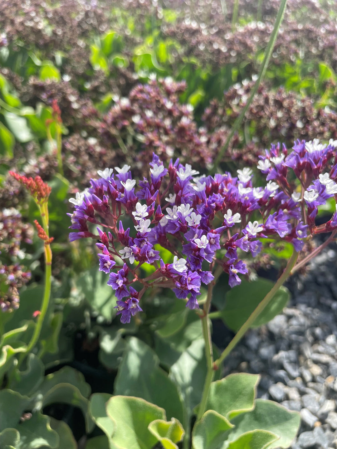 Limonium perezii 140mm Pot for sale Adelaide Plant Co