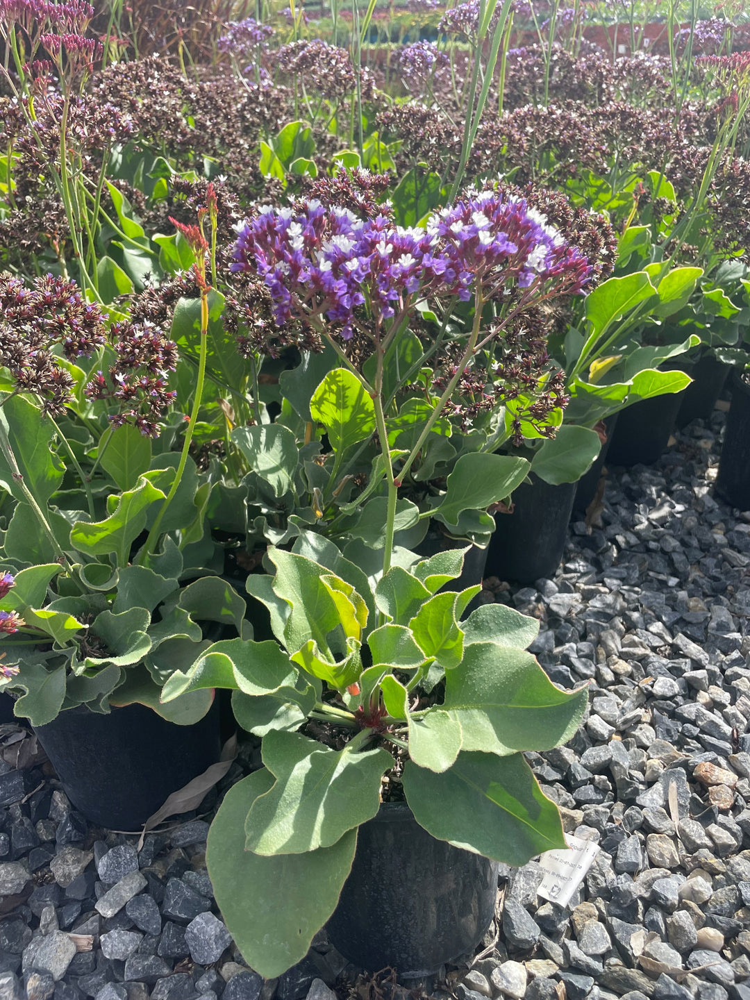 sea lavender plants for sale Buy Limonium perezii Sea Lavender