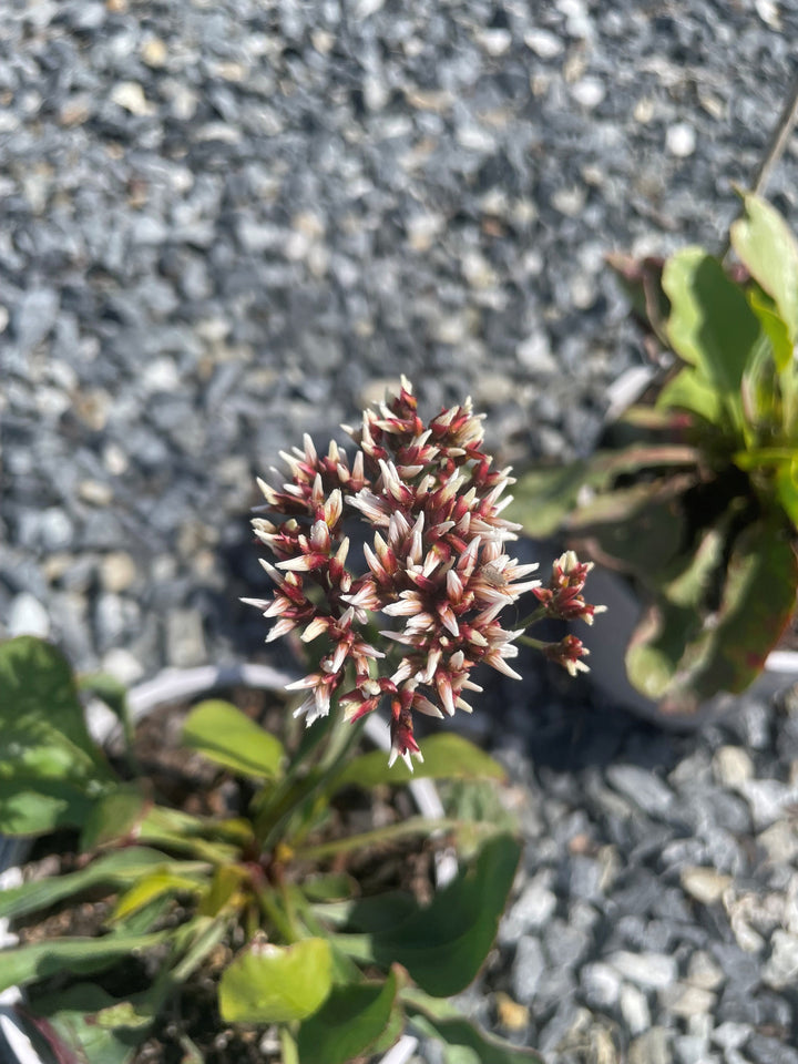 Limonium Perezii 'White Star'