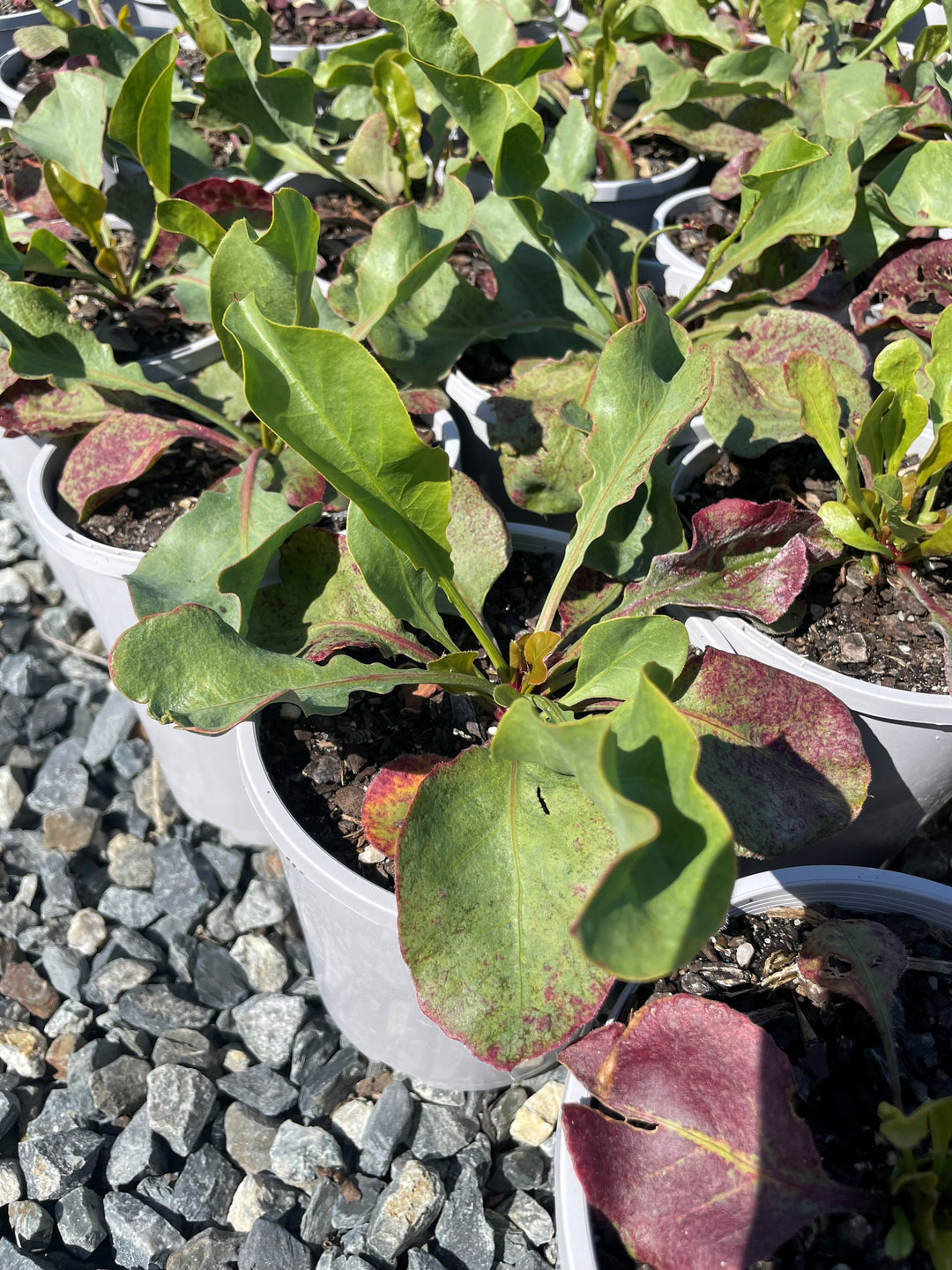 Limonium Perezii 'White Star'