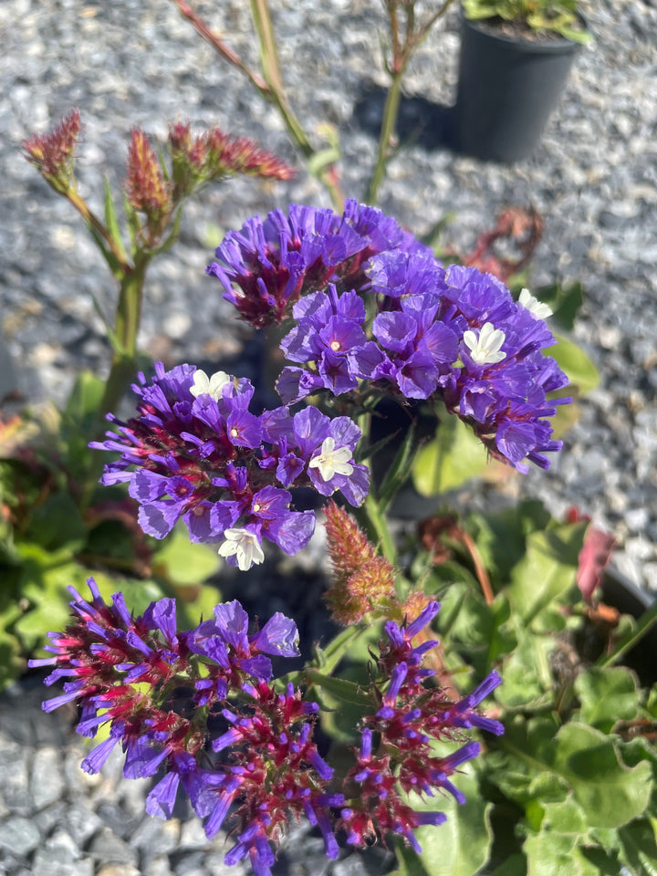 Limonium Sinuatum 'Sinzee Deep Blue'