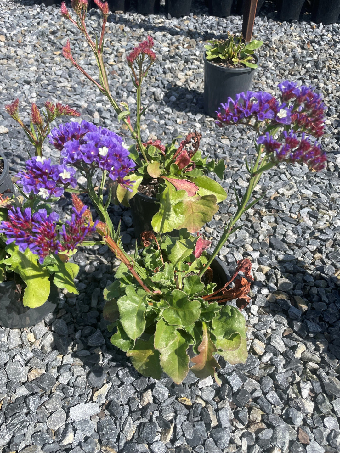 Limonium Sinuatum 'Sinzee Deep Blue'