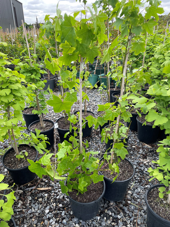 Liquidambar Styraciflua