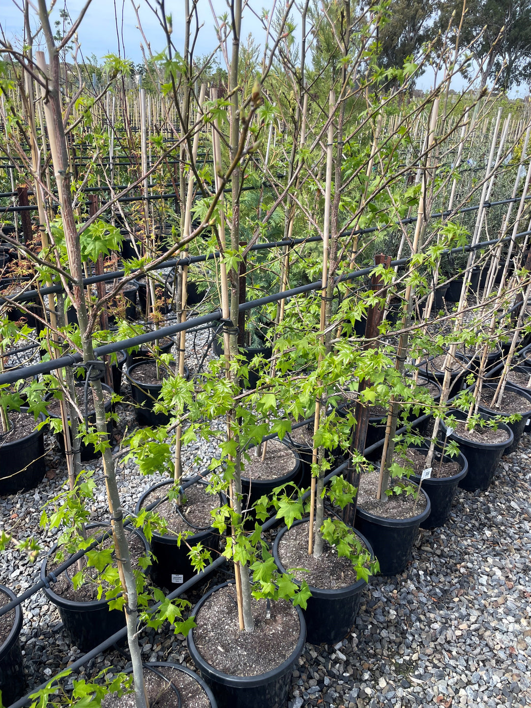 Liquidambar Styraciflua