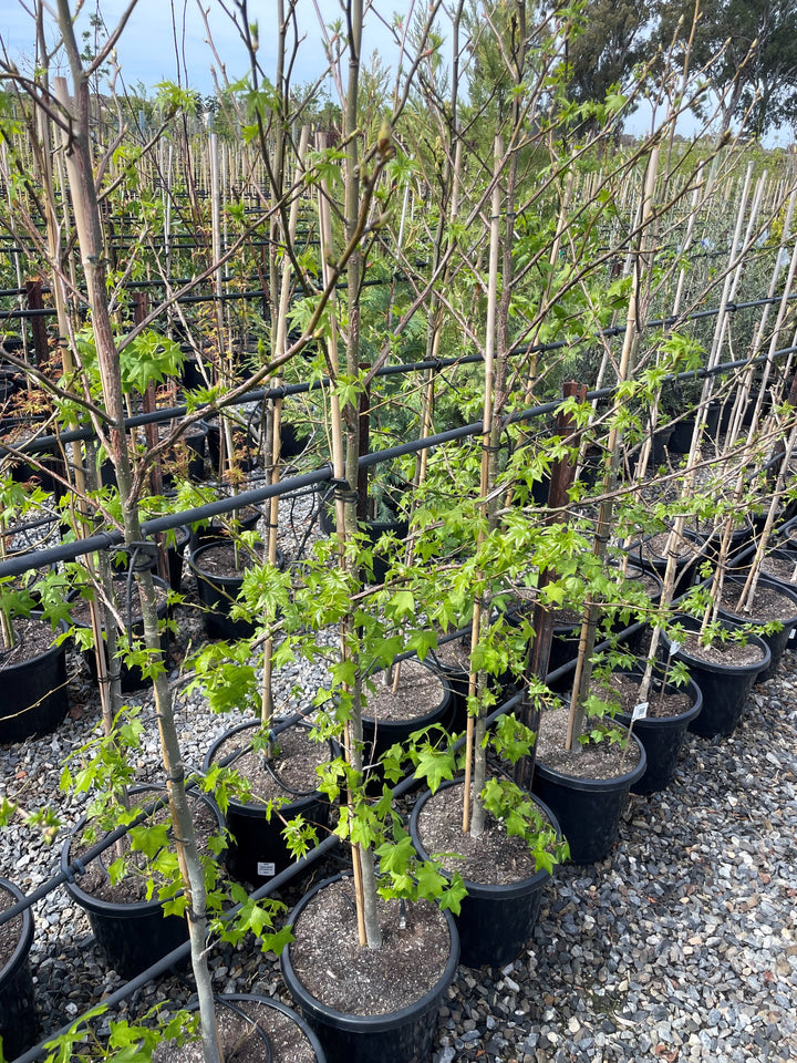 Liquidambar Styraciflua