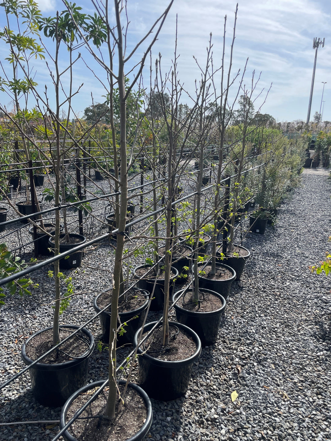 Liquidambar Styraciflua